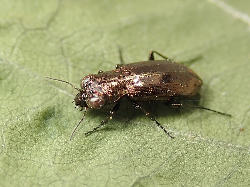 Carabidae: Notiophilus geminatus ? no, Notiophilus substriatus